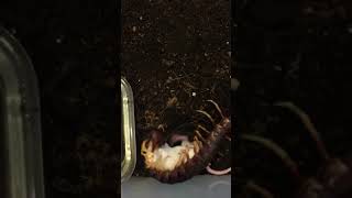 scolopendra gigantea eating mouse [upl. by Ahsirat]