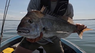 CORINELLA SNAPPER COMP  PART 2  STORMS SNAPPER ELEPHANTS AND BITE OFFS [upl. by Rebeca]