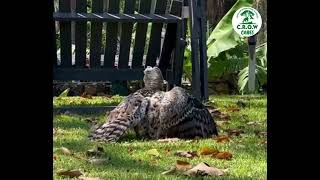 Crowned Eagle release [upl. by Enalb]