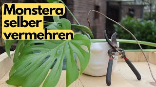 MONSTERA schnell und einfach durch STECKLINGE vermehren [upl. by Cindra]