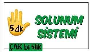 5 dkda Solunum Sistemi  Çak Bi 5lik [upl. by Charla]