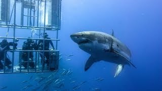 Shark Cage Diving in South Africa [upl. by Westley]