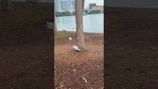 Pekin Ducks Sip Water Royal Mute Swan Swims amp White Ibis at Lake Eola Park Orlando Florida [upl. by Herbie]