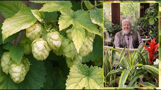 HOUBLON  UNE LIANE SPECTACULAIRE ET DÉCORATIVE FACILE À RÉUSSIR AU JARDIN le Quotidien du Jardin [upl. by Zetra620]