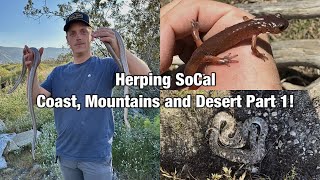 Finding Boas My Lifer Ensatina Desert Snakes and More [upl. by Guss]