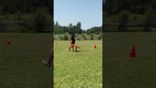 Brielle and Gabby working on some heeling fyp malinois [upl. by Yeleak]