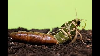 Oleander HawkMoth Transformation from Caterpillar to Moth [upl. by Jariah]