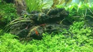 Caridina gracilirostris  Red nose shrimp [upl. by Engis]