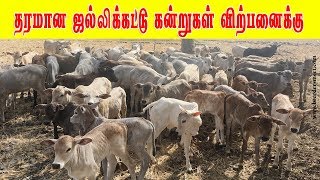 புலிக்குளம் காளை  Highly active Jallikattu Bull  Pulikulam calf for sale [upl. by Margeaux425]