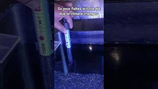 how to use fish tank heater [upl. by Nnep]