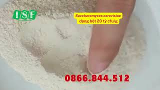 Saccharomyces cerevisiae dạng bột tan trong nước 0866844512 [upl. by Obel979]