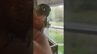 Stinker Bird cute animals birds bird parrot chicken funnymemes funny [upl. by Ainod]