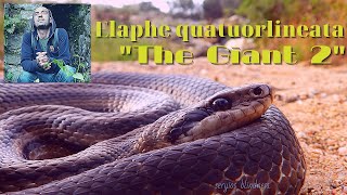 Λαφιάτης GIANT four lined snakeΓιγάντιος Λαφιάτηςelaphe quatuorlineatathe legend [upl. by Adneral]