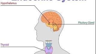 Endocrine System [upl. by Cassi]