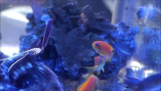 Vanderbuilt Chromis with Anthias [upl. by Ellenrad]