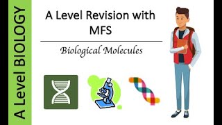 A Level AQA Biology Biological Molecules  Proteins amp Enzymes Exam Questions [upl. by Nareik]