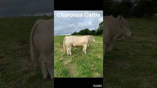 Charolais Cattle [upl. by Nuri]