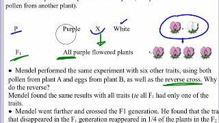 Mr Walkers Biology 30 Work of Gregor Mendel [upl. by Lidah]