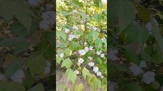 Cotton farm 🌿 farmer cotton agriculture farm viralvideo [upl. by Ahsayn]