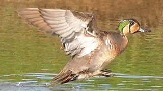 巴鴨花臉鴨Baikal Teal [upl. by Stagg903]