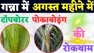 अगस्त महीने में top borer व पोकाबोइंग की रोकथाम  TfarmingGyan [upl. by Ailee177]