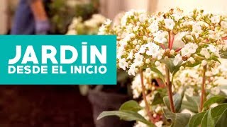 ¿Cómo hacer y planificar un jardín desde el inicio [upl. by Eibloc75]