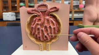 Structures of the Kidney  Microanatomy Model [upl. by Gee]