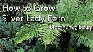 Silver Lady Tree Fern Care and Growing Ideas  Dwarf or Miniature Tree Fern  Blechnum gibbum [upl. by Ylurt]