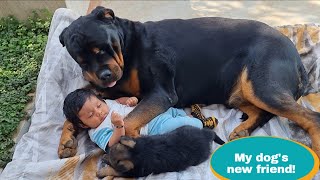 Jerry ​​became very excited to meet baby and puppy  German Shepherd [upl. by Norward327]