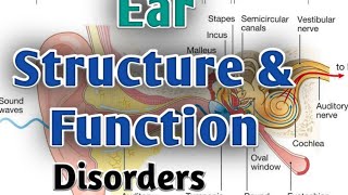 Ear Anatomy and Physiology in hindi  Disorder of ear  sense Organ ear  Structure and Function [upl. by Onairotciv]