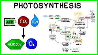 Photosynthesis The Light Reactions and The Calvin Cycle [upl. by Adnawyt994]