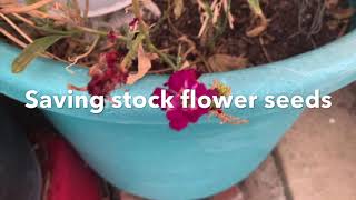 Saving stock flower seeds  2020 Vid 26 [upl. by Carnay]