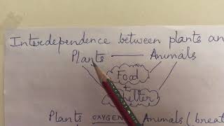 EVS CLASS 5 Interdependence between plants and animals [upl. by Ainesej]