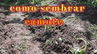 Camote  Cómo obtener brotes para sembrar VIDEO 1 [upl. by Ecirehs]