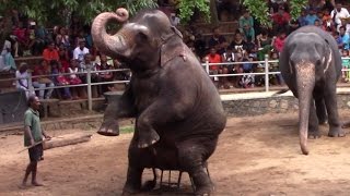 Elephant dance at Dehiwala zoo  Animal Dance  Elephant video  Wildlife [upl. by Ahsitniuq]