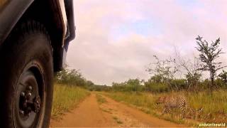 Male Leopard Rhulani on the Manyeleti Game Reserve by Tintswalo Safari Lodge Guide Andrew Kirton [upl. by Terti946]