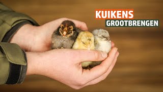 Kuikens opvoeden  Inrichten van een verblijf voor jouw kuikens [upl. by Ahsaercal]