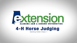 4H Horse Judging Gelding Halter Class 1 [upl. by Hacker988]