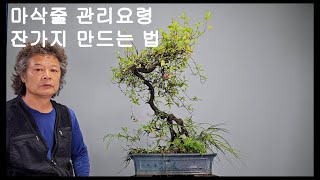 마삭줄 근상 Trachelospermum asiaticum [upl. by Aramal]