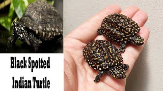 Black Spotted Indian Turtle Care Food Shelter  Black Pond Turtle  Hamilton Turtle [upl. by Iosep]