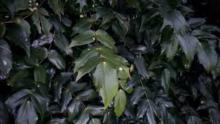 Pruning Mahonia  Burncoose Nurseries [upl. by Rand]