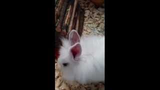 Rabbit cooing sounds illness [upl. by Whatley969]