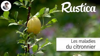 Tout savoir sur les maladies des citronniers [upl. by Yeltnerb722]