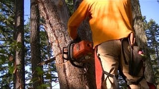 Felling Hung Up Leaner Trees w near misses  Modified Stihl 039  MS390 Full Wrap Handlebar [upl. by Aihselat]