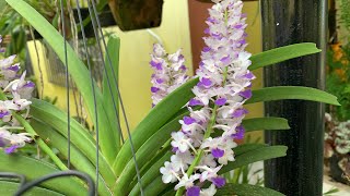 Rhynchostylis celeste blue tour no orquidário [upl. by Notlrahc]