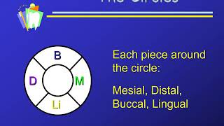 Dental Charting [upl. by Wildee]