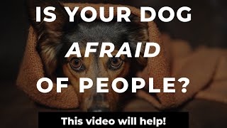 How To Stop A Dogs Fear Of Strangers  Training A Fearful Dog [upl. by Llennhoj]