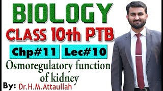 Osmoregulatory function of kidney  Chapter  11  Biology Class 10th Lec  10 [upl. by Enelyahs850]