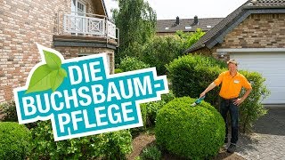 Die Buchsbaumpflege Tipps für den Schnitt und die perfekte Form [upl. by Melodie]