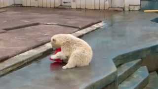 140815 Polar Bear MILK plays a cone [upl. by Allehs997]